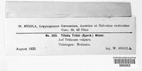 Ustilago tritici image